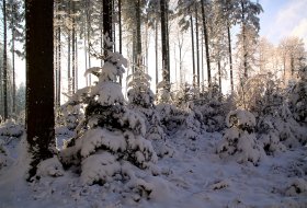 Phoca Thumb M Winter Im Schwarzwald 7792 2009